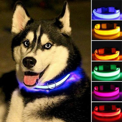 Coleira LED Nylon para Cão – Pack 2