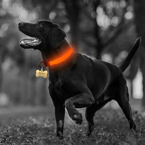 Coleira LED Nylon para Cão – Pack 2