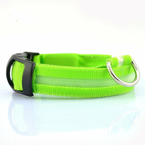 Coleira LED Nylon para Cão – Pack 2