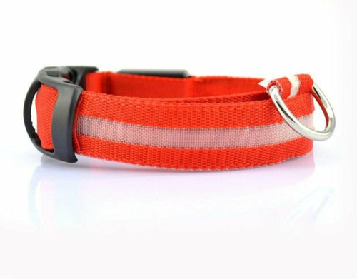 Coleira LED Nylon para Cão – Pack 2