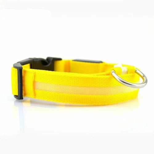Coleira LED Nylon para Cão – Pack 2