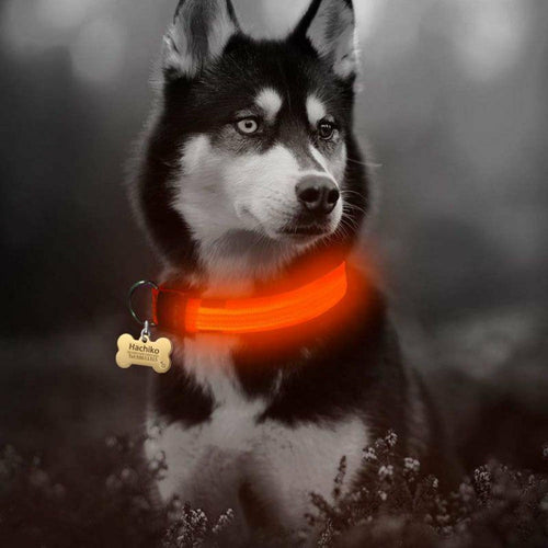 Coleira LED Nylon para Cão – Pack 2